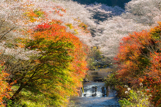 名古屋,奥巴拉秋景与樱花盛开石仓类的樱花春天开次,秋天又开次图片