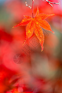 秋季背景与免费合作背景图片