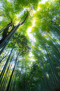 日本京都的阿拉山竹林图片