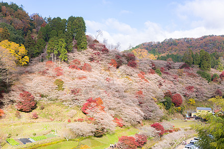 名古屋,奥巴拉秋景与樱花盛开石仓类的樱花春天开次,秋天又开次图片