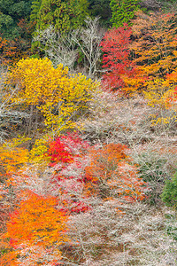 秋天公园景观高清图片
