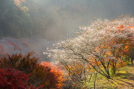 名古屋,奥巴拉秋景与樱花盛开石仓类的樱花春天开次,秋天又开次图片