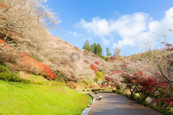 名古屋,奥巴拉秋景与樱花盛开石仓类的樱花春天开次,秋天又开次图片