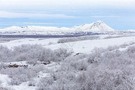 冬季景观与雪覆盖的树木Dimmuborgir湖Myvatn,冰岛图片