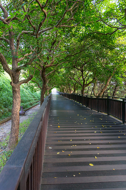 绿色花园公园的木通路图片