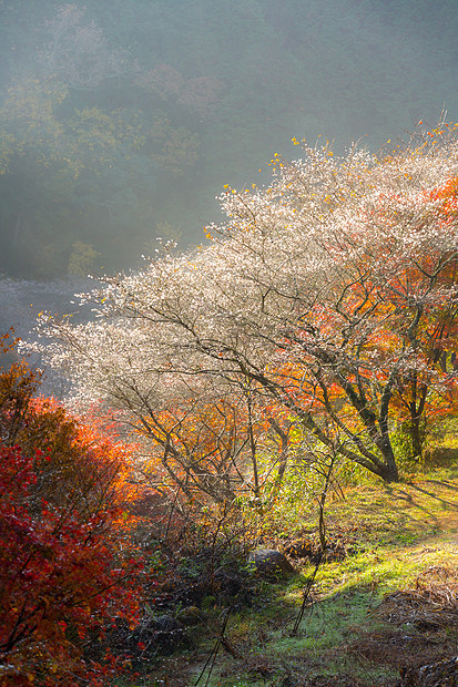 名古屋,奥巴拉秋景与樱花盛开石仓类的樱花春天开次,秋天又开次图片