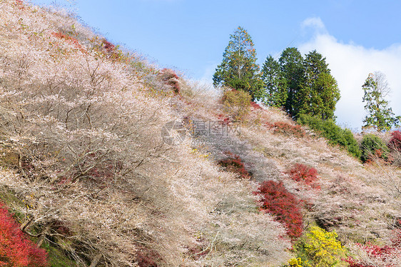 名古屋,奥巴拉秋景与樱花盛开石仓类的樱花春天开次,秋天又开次图片