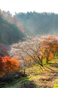 名古屋,奥巴拉秋景与樱花盛开石仓类的樱花春天开次,秋天又开次图片