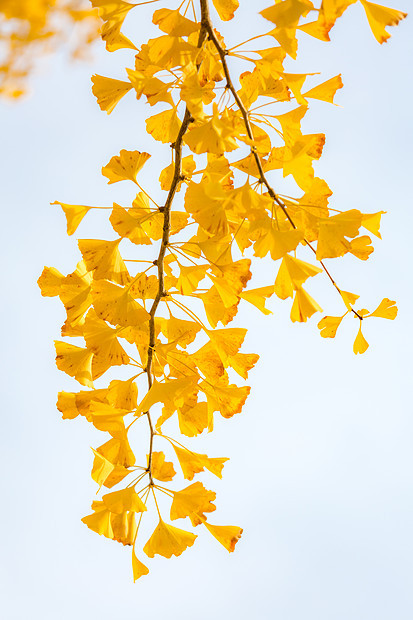 日本东京秋天的银杏树图片