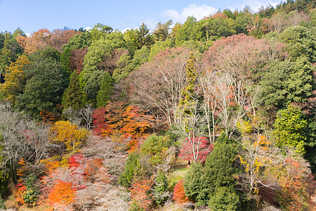 名古屋,奥巴拉秋景与樱花盛开石仓类的樱花春天开次,秋天又开次图片