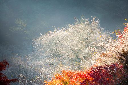 名古屋,奥巴拉秋景与樱花盛开石仓类的樱花春天开次,秋天又开次图片