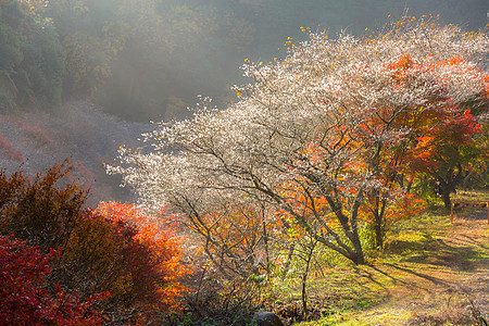 名古屋,奥巴拉秋景与樱花盛开石仓类的樱花春天开次,秋天又开次图片