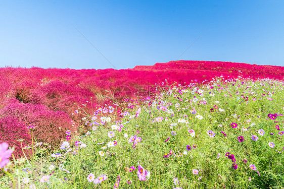 科奇亚宇宙丛林与小山景观山,日立海滨公园秋天与蓝天伊巴拉基,日本图片