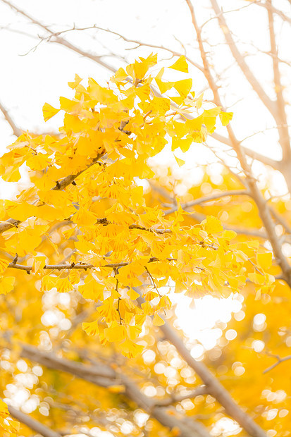 日本东京秋天的银杏树图片