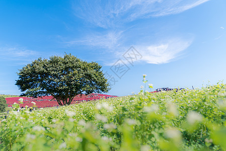 科奇亚宇宙丛林与小山景观山,日立海滨公园秋天与蓝天伊巴拉基,日本图片