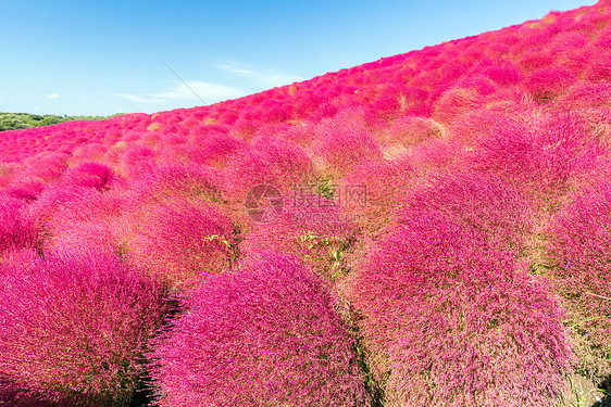 科奇亚宇宙丛林与小山景观山,日立海滨公园秋天与蓝天伊巴拉基,日本图片