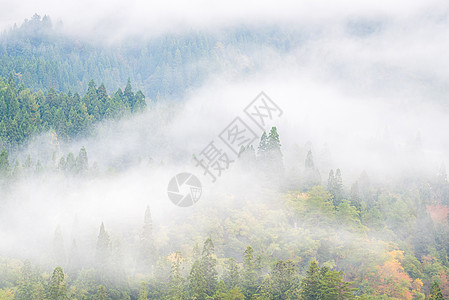 日本福岛三岛秋松背景迷蒙图片