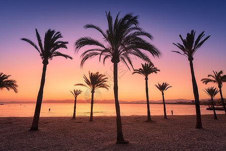 日落时,棕榈树的轮廓映衬着五彩缤纷的天空热带景观与棕榈沙滩,海洋,黄金阳光夏季傍晚马略卡,西牙复古的色调自然图片