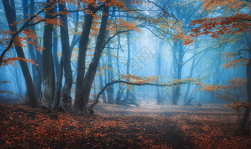 神秘的秋天森林,蓝雾中小径五颜六色的风景,迷人的树木,树枝上橙色红色的叶子风景与小径梦幻的旧雾森林秋天的图片