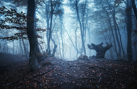 神秘的深秋森林,带着蓝雾的小径风景与迷人的树木与橙色的叶子树枝上风景与小径梦幻的旧雾森林秋天的颜色自然复图片