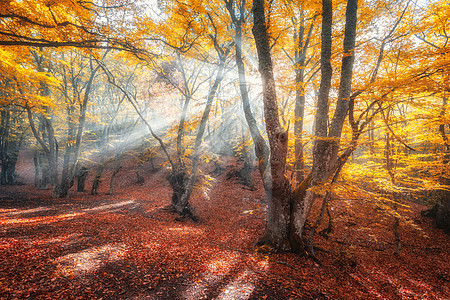 秋天日出时阳光的神奇老树五颜六色的梦幻景观,雾蒙蒙的森林,金色的阳光,橙色的树叶秋天雾中的仙女森林早晨被阳光迷住的图片