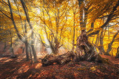 秋天日出时阳光的神奇老树五颜六色的梦幻景观,雾蒙蒙的森林,金色的阳光,橙色的树叶秋天雾中的仙女森林早晨被阳光迷住的图片