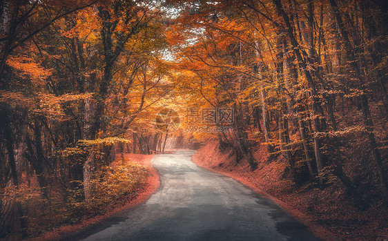 令人惊叹的秋天森林,雾中路秋天红色橙色叶子的树梦幻般的景观,雾树,山路,五颜六色的叶子旅行自然季节背景图片