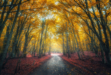 令人惊叹的秋天森林,雾中路秋天红色黄色叶子的树梦幻般的景观,雾树,山路,五颜六色的叶子旅行自然季节背景图片