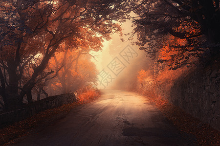 神秘的秋红森林,雾中路坠落薄雾树林五颜六色的景观树木,乡村道路,橙色红色的叶子,雾旅行秋天的背景图片
