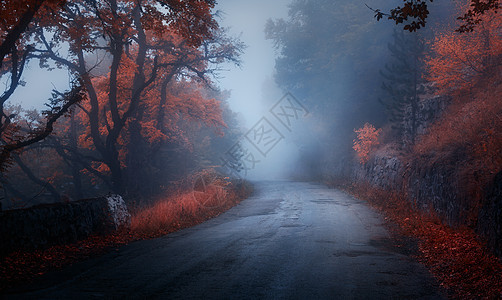 神秘的秋天森林,雾中路坠落薄雾树林五颜六色的景观与树木,乡村道路,橙色红色的叶子,蓝雾神奇的道路秋天的背景图片