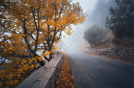 神秘的秋雾森林与道路雾中飘落薄雾树林五颜六色的景观,树木,山路,橙色叶子,还雾旅行秋天的背景魔图片