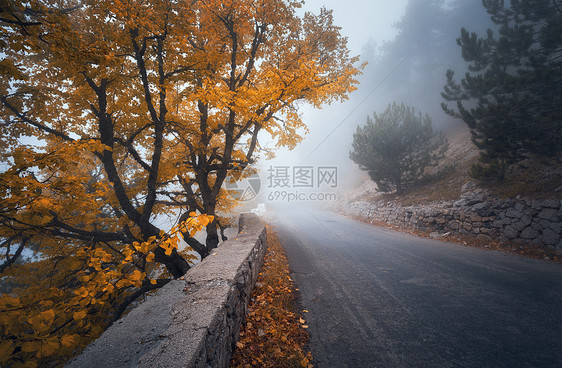 神秘的秋雾森林与道路雾中飘落薄雾树林五颜六色的景观,树木,山路,橙色叶子,还雾旅行秋天的背景魔图片