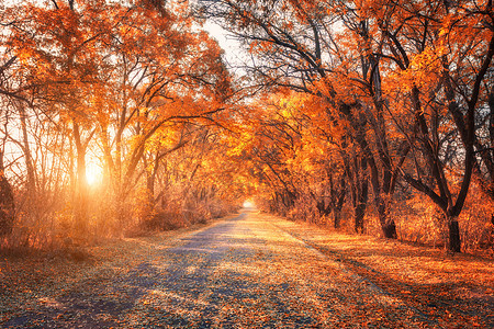 秋天的森林日落时乡间道路的美丽森林五颜六色的景观树木,乡村道路,橙色红叶,太阳旅行秋天的背景令人惊叹的图片