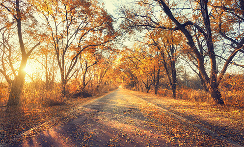 秋天的森林日落时乡间道路的美丽森林五颜六色的景观树木,乡村道路,黄叶,阳光蓝天旅行秋天的背景充满活力的图片