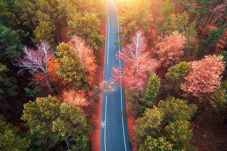 日落时美丽的秋林中的道路鸟瞰美丽的风景与空旷的乡村道路,树木与红色橙色的叶子穿过公园的高速公路飞行无人机的顶部视图图片