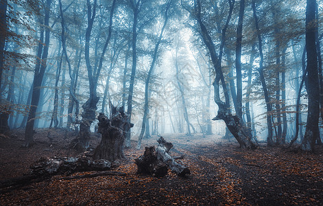 神秘的深秋森林,带着蓝雾的小径风景与迷人的树木与橙色的叶子树枝上风景与小径梦幻的旧雾森林秋天的颜色自然复图片