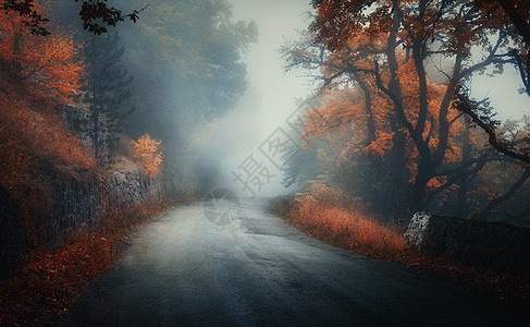 黑暗的秋林,黄昏时雾中的乡村道路秋天橙色叶子的树树林山路五颜六色的叶子薄雾的景观旅行自然背景神奇的图片