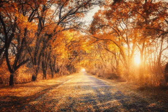 日落时带乡村道路的秋天森林五颜六色的景观与树木,乡村道路,橙色红叶,阳光秋天旅行秋天的背景晚上充满活力的树图片