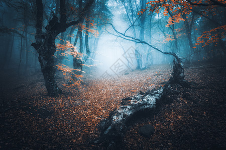 秋天蓝雾丽的神秘森林五颜六色的景观与迷人的树木与橙色红色的叶子梦幻雾林中小径的风景秋天的颜色十月自然背图片