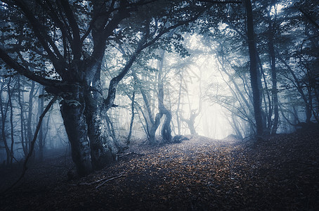 黑雾森林神秘的秋天森林,雾中小径老树美丽的风景树木,小径,树叶薄雾自然背景充满神奇气氛的可怕的薄雾森林图片
