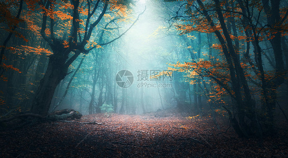 秋天蓝雾丽的神秘森林五颜六色的景观与迷人的树木与橙色红色的叶子梦幻雾林中小径的风景秋天的颜色十月自然背图片