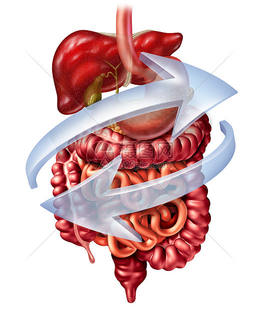 消化系统种消化解剖,包括肝脏胰腺胆囊,胃大肠小肠白色背景上分离的三维插图图片