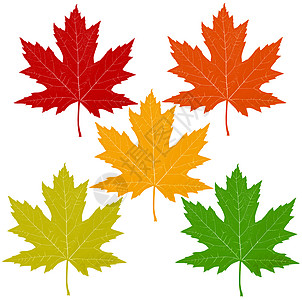 秋天的叶子与红色枫叶,包括橙色,黄色,绿色的符号,季节的,个图标的秋季天气个白色背景上的3D插图图片