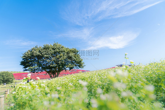 科奇亚宇宙丛林与小山景观山,日立海滨公园秋天与蓝天伊巴拉基,日本图片