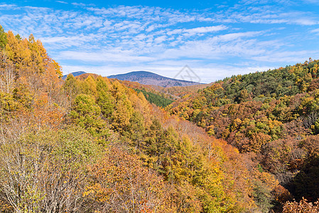 日本秋季福岛大桥上的中川峡图片