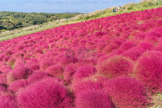 科奇亚宇宙丛林与小山景观山,日立海滨公园秋天与蓝天伊巴拉基,日本图片