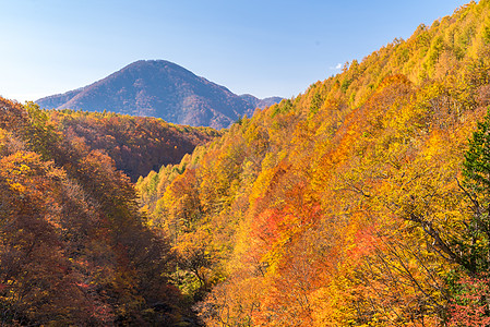 日本秋季福岛大桥上的中川峡图片