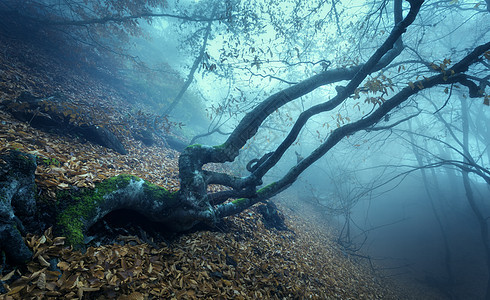 雾中穿过片神秘的黑暗的老森林秋天的早晨克里米亚神奇的气氛童话故事图片