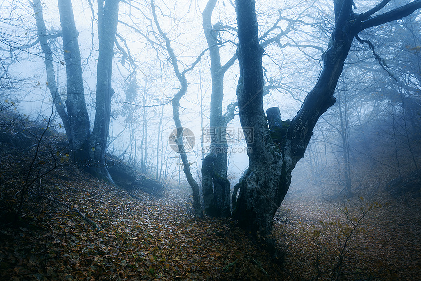 雾中穿过片神秘的黑暗的老森林秋天的早晨克里米亚神奇的气氛童话故事图片