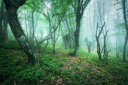 带着绿叶雾中穿过片神秘的美丽森林克里米亚的春天早晨神奇的气氛童话故事穿过片神秘的美丽森林,雾中带着绿色的图片